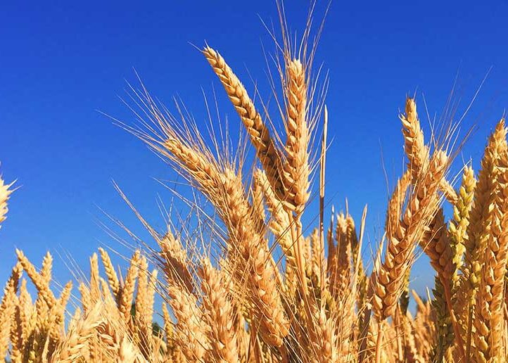 food-security